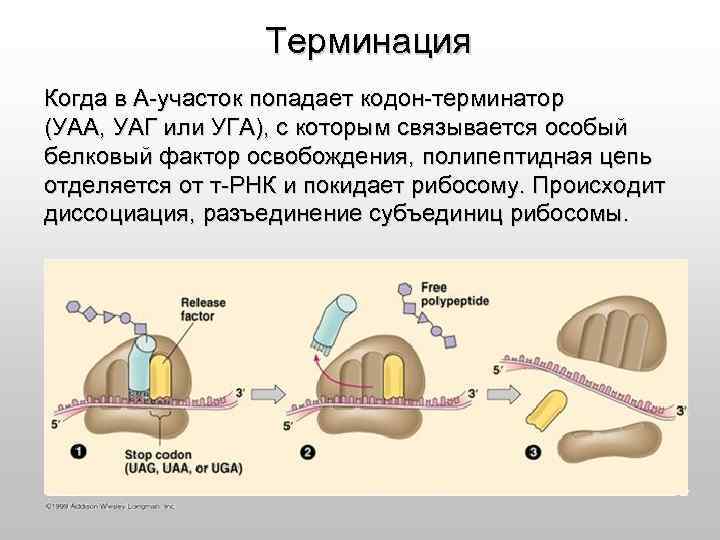 Схема реализации наследственной информации в клетке