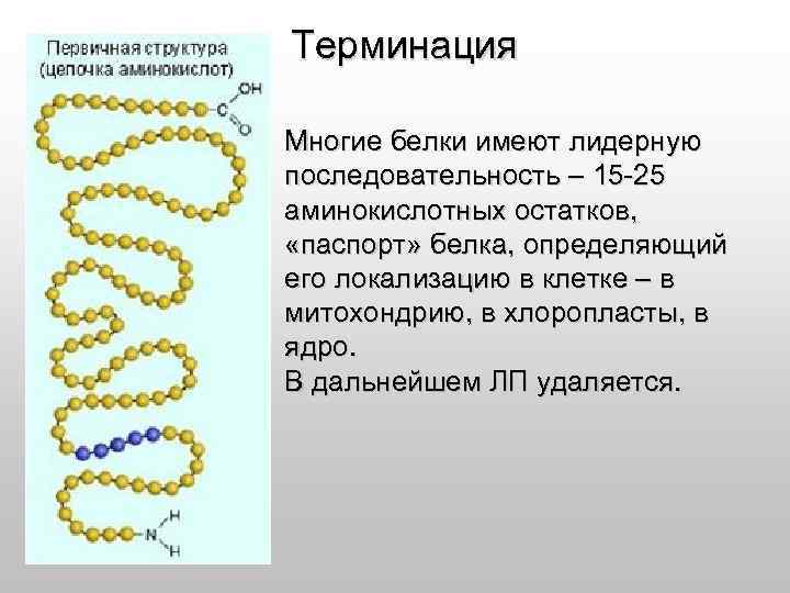 Терминация Многие белки имеют лидерную последовательность – 15 -25 аминокислотных остатков, «паспорт» белка, определяющий