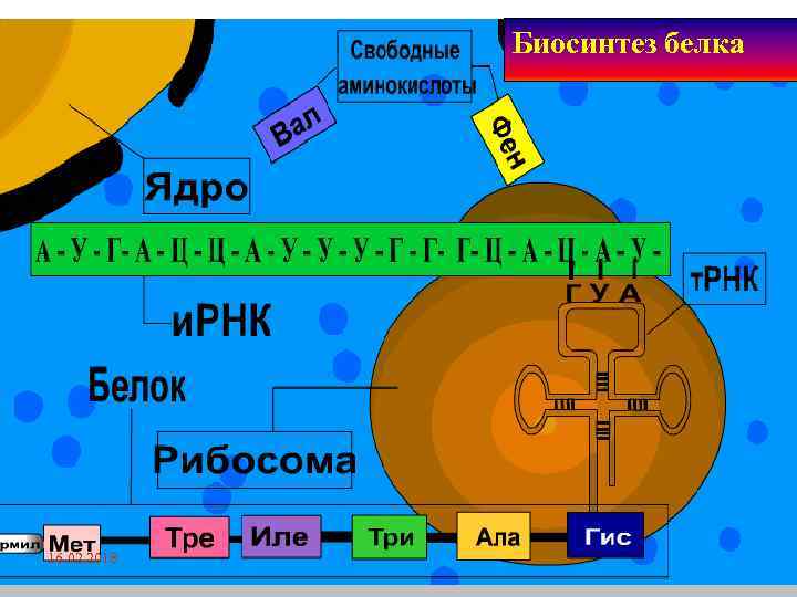 Биосинтез белка 16. 02. 2018 