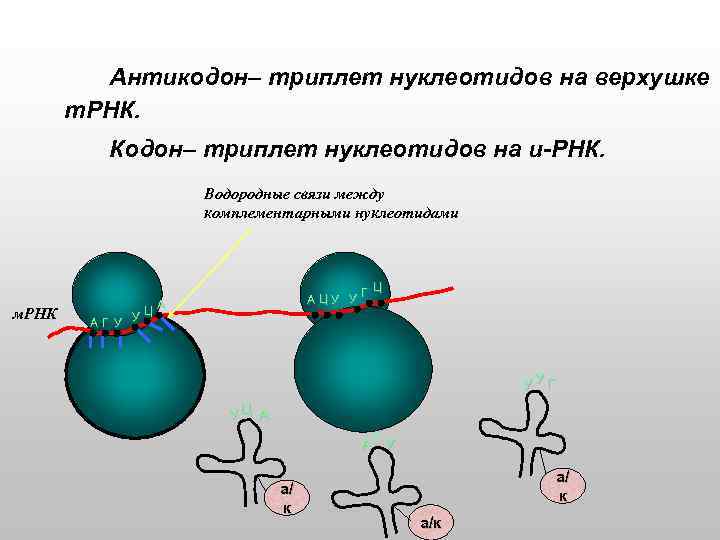 Антикодон– триплет нуклеотидов на верхушке т. РНК. Кодон– триплет нуклеотидов на и-РНК. Водородные связи