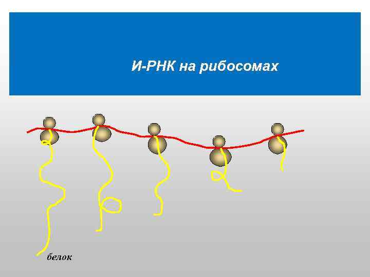  И-РНК на рибосомах белок 