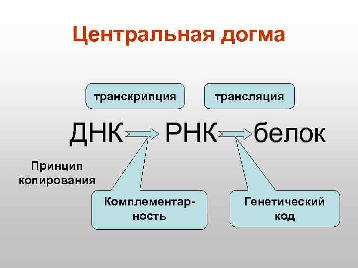 Центральная догма транскрипция ДНК трансляция РНК белок Принцип копирования Комплементарность Генетический код 