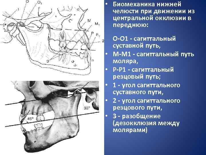  • Биомеханика нижней челюсти при движении из центральной окклюзии в переднюю: • •