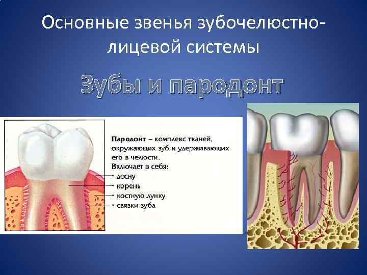 Основные звенья зубочелюстнолицевой системы Зубы и пародонт 