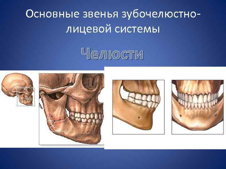 Основные звенья зубочелюстнолицевой системы Челюсти 