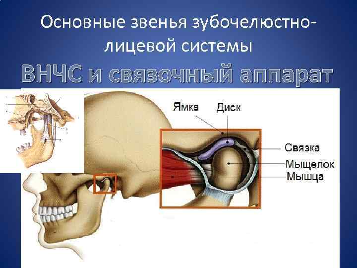 Особенности строения височно нижнечелюстного сустава презентация