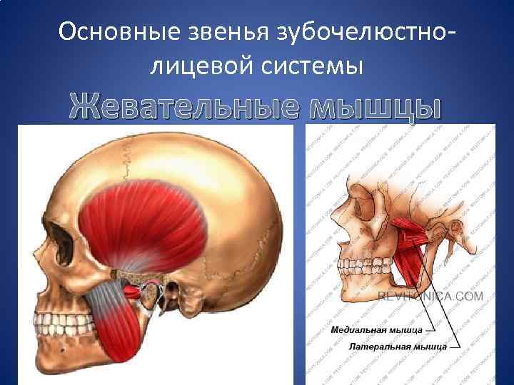 Основные звенья зубочелюстнолицевой системы Жевательные мышцы 