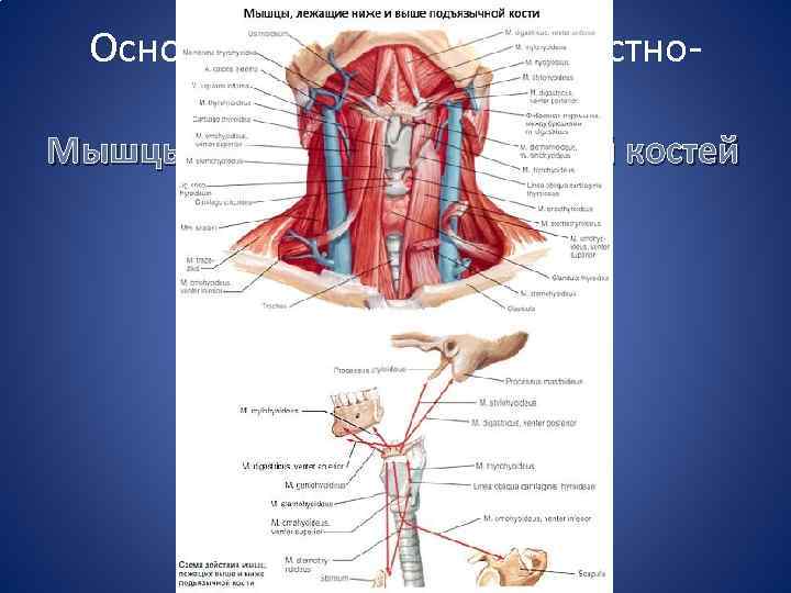 Основные звенья зубочелюстнолицевой системы Мышцы над- и подподъязычной костей 