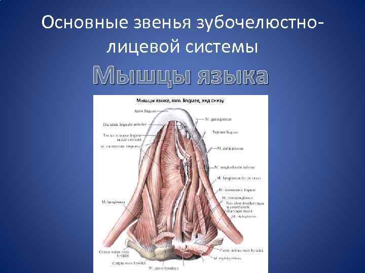 Основные звенья зубочелюстнолицевой системы Мышцы языка 