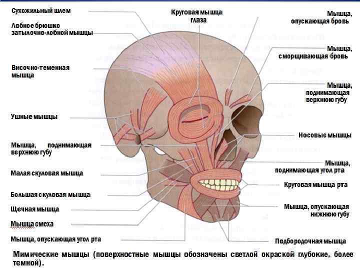 Основные звенья зубочелюстнолицевой системы Мимические мышцы 