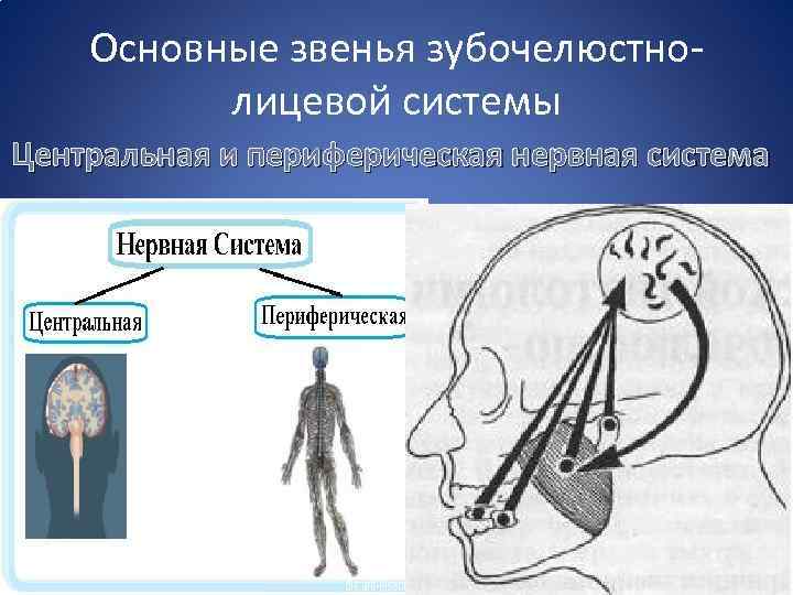 Основные звенья зубочелюстнолицевой системы Центральная и периферическая нервная система 