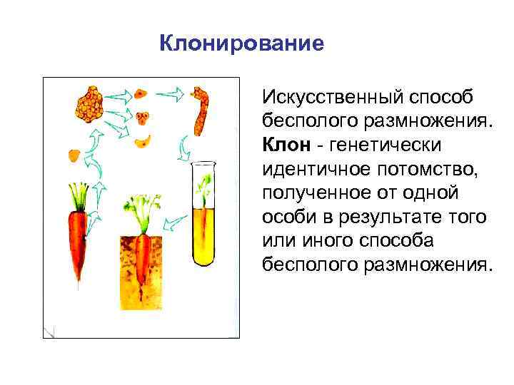 Клонирование Искусственный способ бесполого размножения. Клон - генетически идентичное потомство, полученное от одной особи