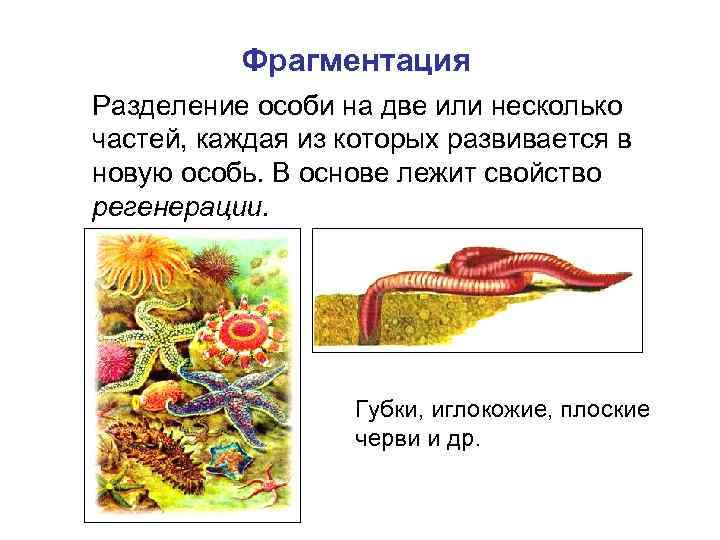 Фрагментация Разделение особи на две или несколько частей, каждая из которых развивается в новую
