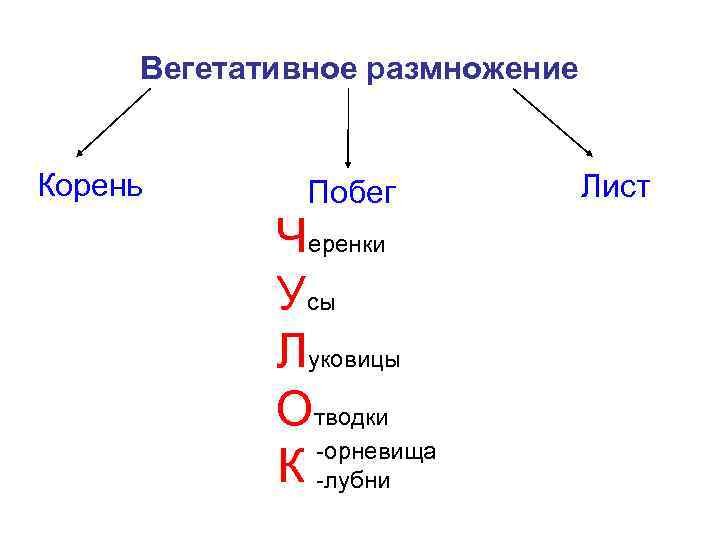 Вегетативное размножение Корень Побег Черенки Усы Луковицы Отводки -орневища К -лубни Лист 