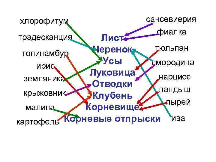 хлорофитум традесканция сансевиерия фиалка Лист тюльпан Черенок топинамбур Усы смородина ирис Луковица нарцисс земляника