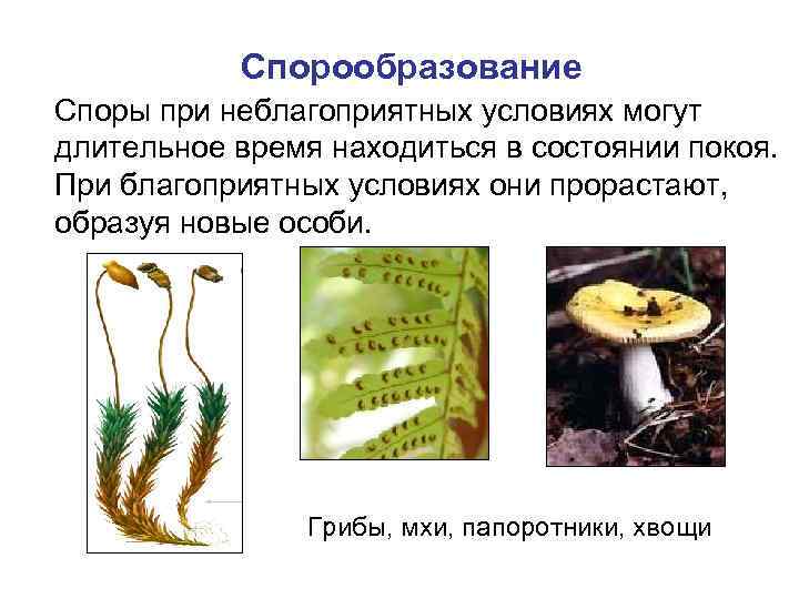 Спорообразование Споры при неблагоприятных условиях могут длительное время находиться в состоянии покоя. При благоприятных