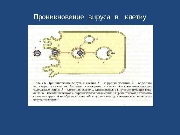 Проникновение вируса в клетку 