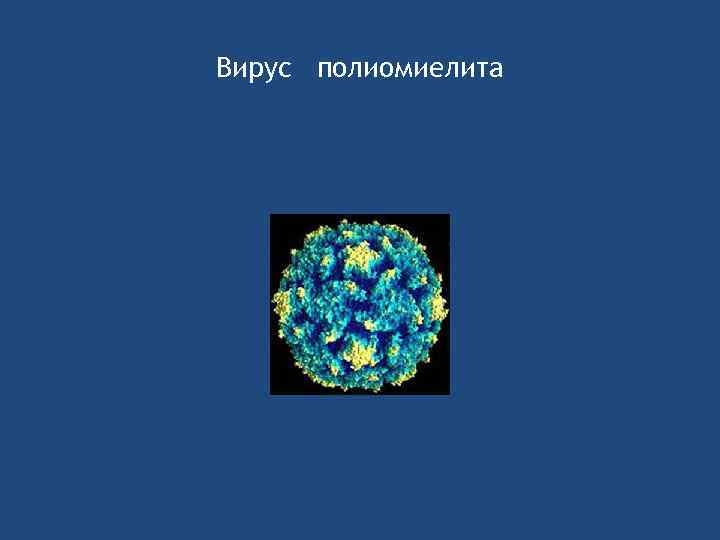 Вирус полиомиелита 