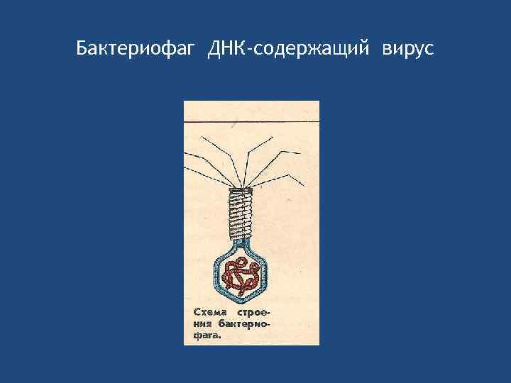 Бактериофаг ДНК-содержащий вирус 