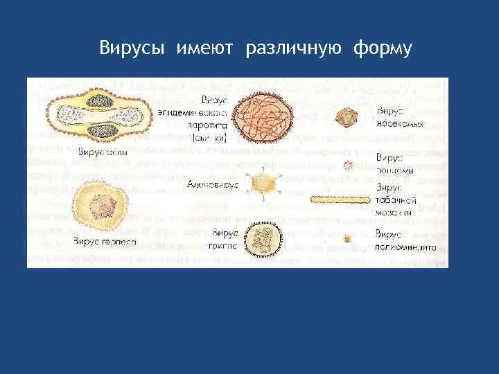 Различные формы вирионов рисунок