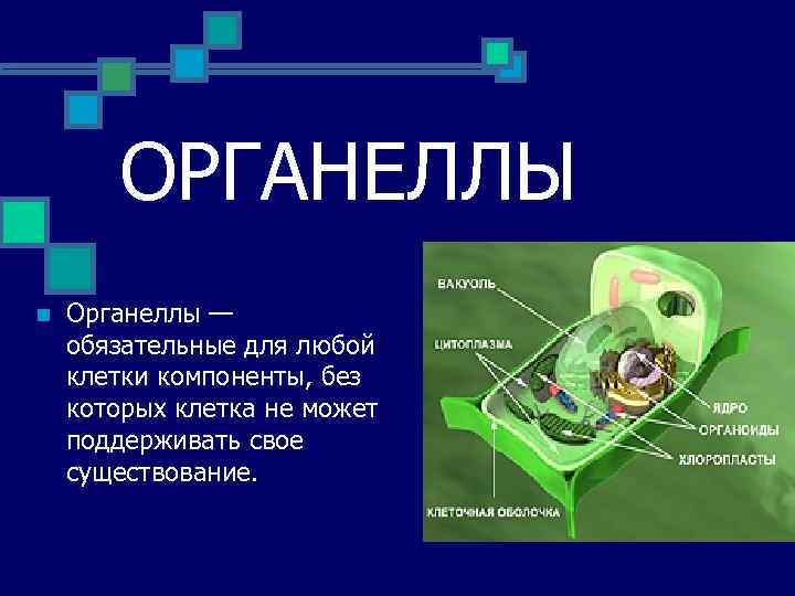 ОРГАНЕЛЛЫ n Органеллы — обязательные для любой клетки компоненты, без которых клетка не может