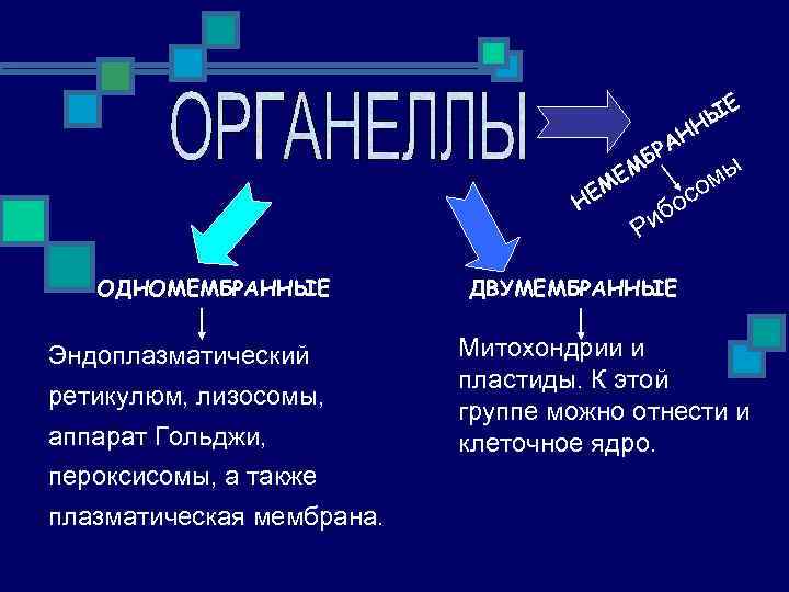 НЫ АН Р МБ Е ЕМ Н ОДНОМЕМБРАННЫЕ Эндоплазматический ретикулюм, лизосомы, аппарат Гольджи, пероксисомы,