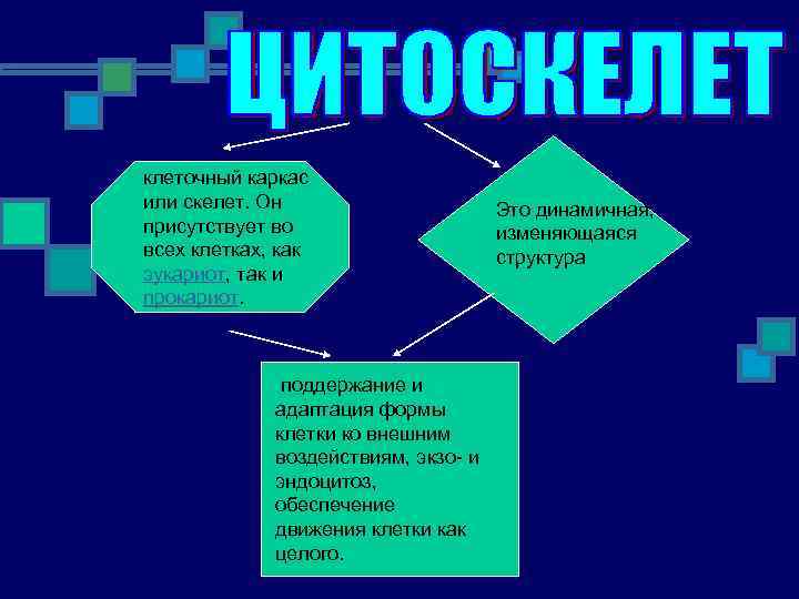 клеточный каркас или скелет. Он присутствует во всех клетках, как эукариот, так и прокариот.