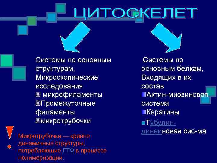 Системы по основным структурам, Микроскопические исследования микрофиламенты Промежуточные филаменты микротрубочки Микротрубочки — крайне динамичные