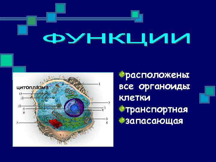 цитоплазма расположены все органоиды клетки транспортная запасающая 