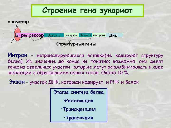 Экзон рф ответы