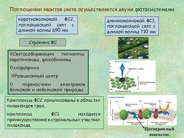 Поглощении квантов света осуществляется двумя фотосистемами коротковолновой ФС 2, поглощающей свет с длиной волны