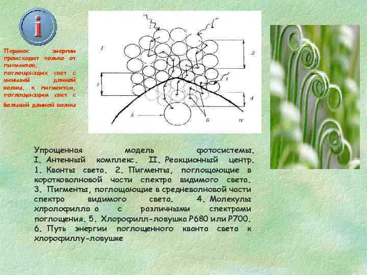 Перенос энергии происходит только от пигментов, поглощающих свет с меньшей длиной волны, к пигментам,
