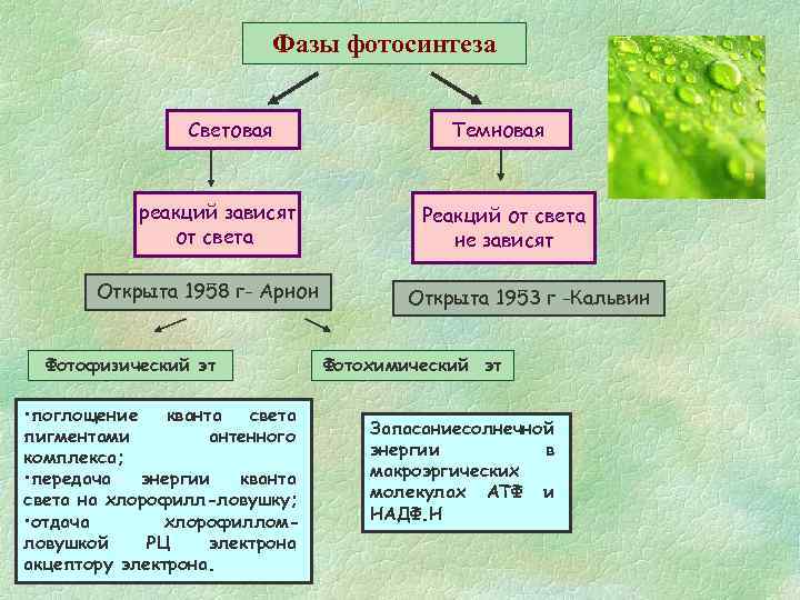 Фазы фотосинтеза Световая реакций зависят от света Открыта 1958 г- Арнон Фотофизический эт •