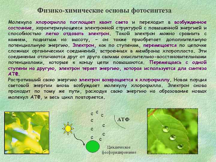 Физико-химические основы фотосинтеза Молекула хлорофилла поглощает квант света и переходит в возбужденное состояние, характеризующееся