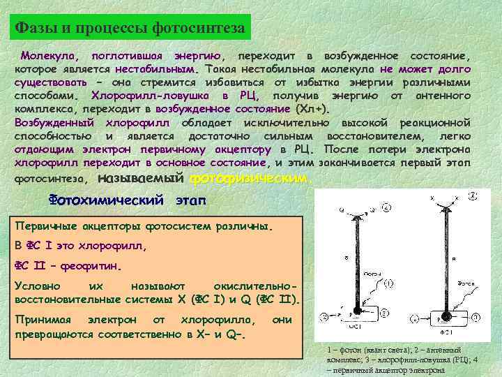 Фазы и процессы фотосинтеза Молекула, поглотившая энергию, переходит в возбужденное состояние, которое является нестабильным.