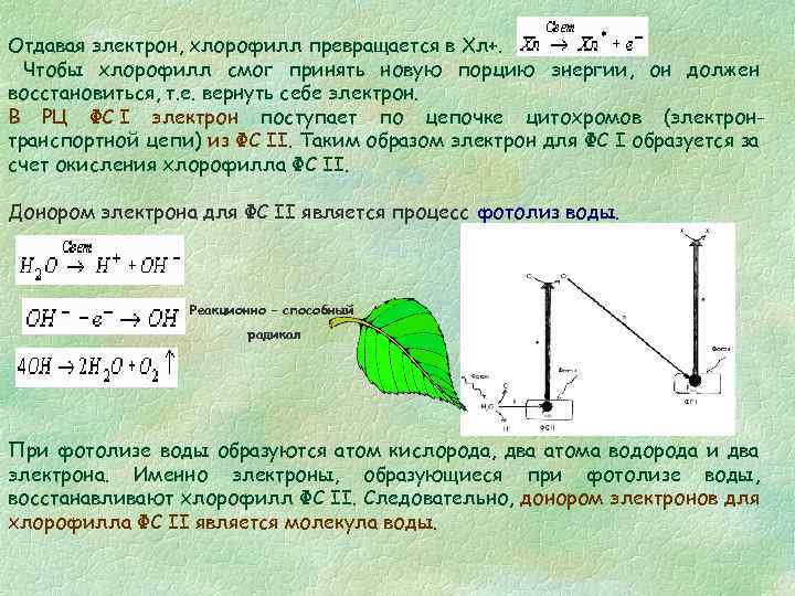 Отдавая электрон, хлорофилл превращается в Хл+. Чтобы хлорофилл смог принять новую порцию энергии, он