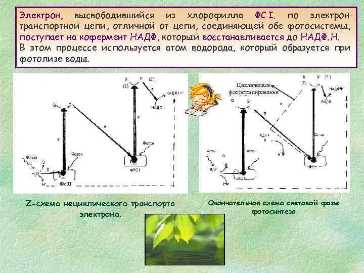 Электрон, высвободившийся из хлорофилла ФС I. по электронтранспортной цепи, отличной от цепи, соединяющей обе