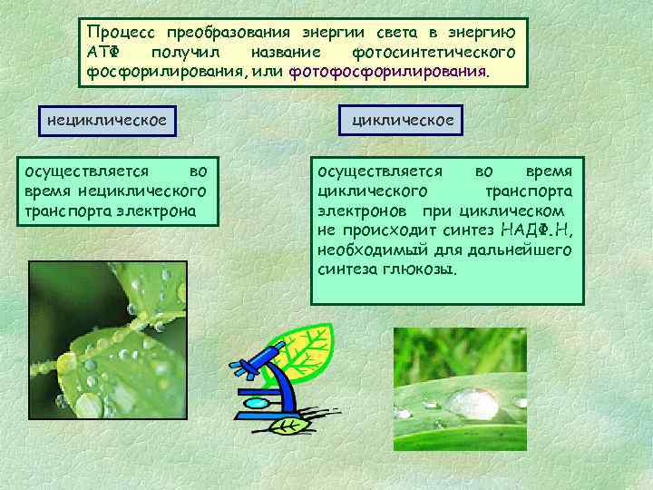 Процесс преобразования энергии света в энергию АТФ получил название фотосинтетического фосфорилирования, или фотофосфорилирования. нециклическое