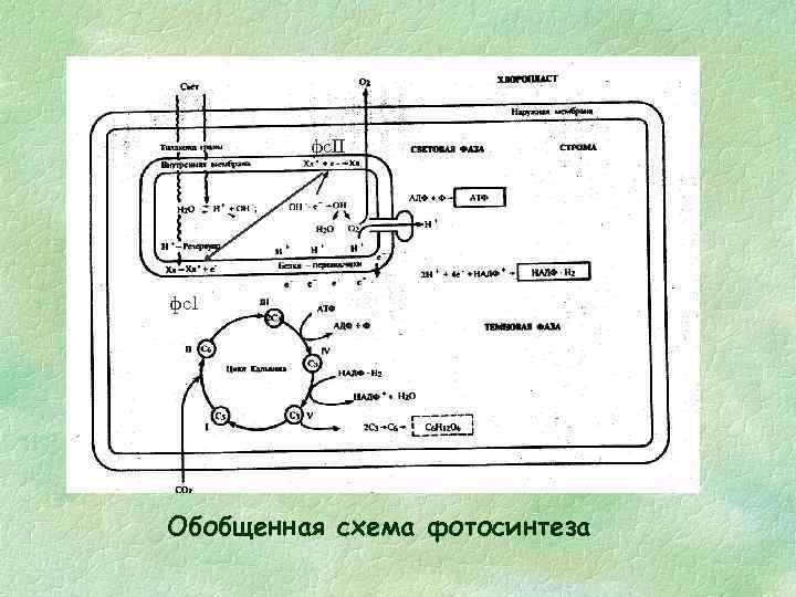 фс. II фс1 Обобщенная схема фотосинтеза 