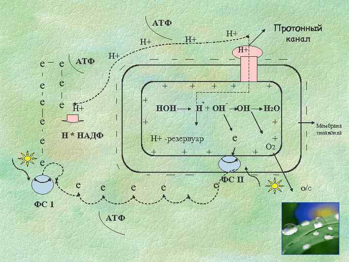 АТФ Н+ Н+ е е Н+ Н+ АТФ е е + + Н+ е