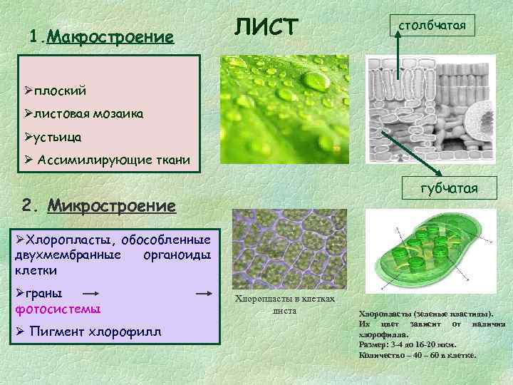 1. Макростроение ЛИСТ столбчатая плоский листовая мозаика устьица Ассимилирующие ткани губчатая 2. Микростроение Хлоропласты,