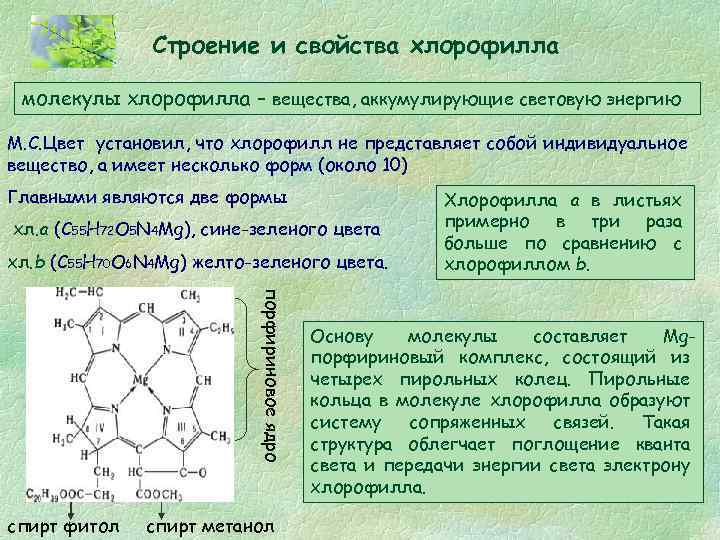 Строение и свойства хлорофилла молекулы хлорофилла – вещества, аккумулирующие световую энергию М. С. Цвет