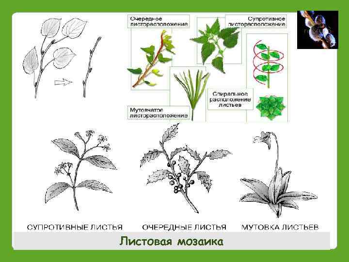 Листовая мозаика 