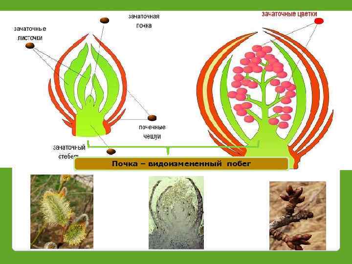 Почечная чешуя Зачаточные цветы Зачаточные листья апекс Зачаточный стебель Почка – видоизмененный побег 