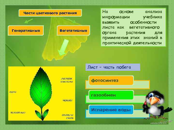 Части цветкового растения Генеративные Вегетативные На основе анализа информации учебника выявить особенности листа как