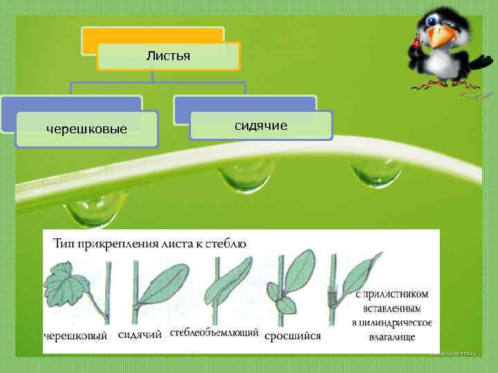 Тип листьев сидячий. Сидячий или черешковый Тип листа. Черешковые и сидячие листья. Типы листьев черешковые и сидячие. Черешковый и сидячий Тип листа.