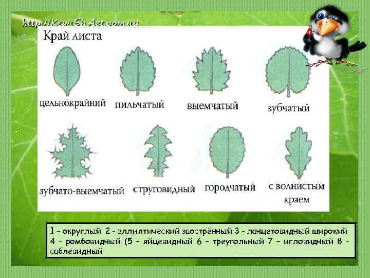 Край пластинки листа. Формы края листовой пластинки выемчато зубчатый. У каких растений городчатый край листа. Городчатый край листовой пластинки. Пильчатый край листовой пластинки.