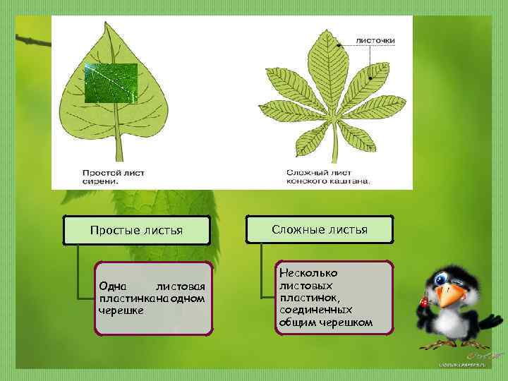 Простые листья Одна листовая пластинка на одном черешке Сложные листья Несколько листовых пластинок, соединенных