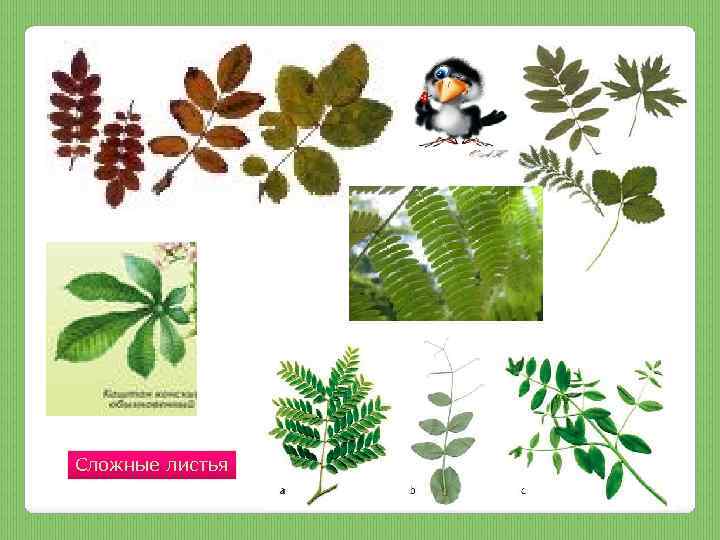 Сложные листья 