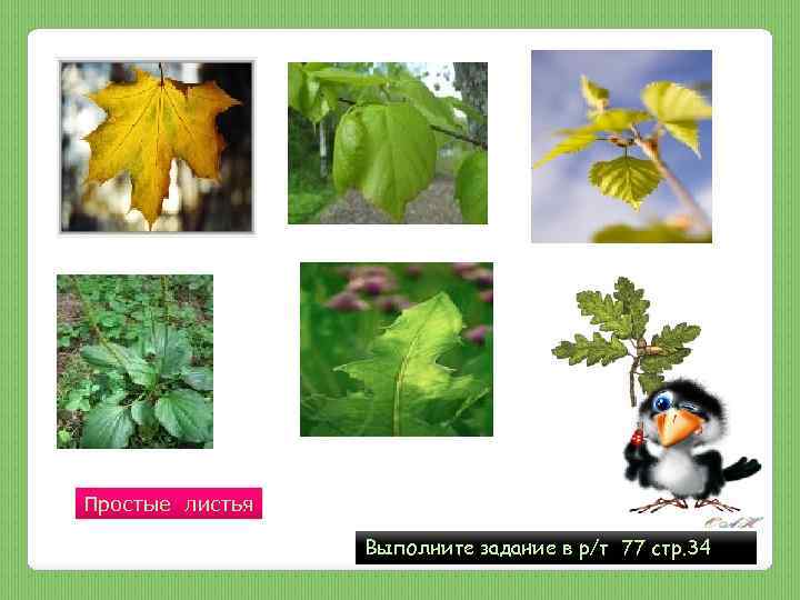 Простые листья Выполните задание в р/т 77 стр. 34 
